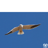 گونه کورکور بال سیاه Black-winged Kite